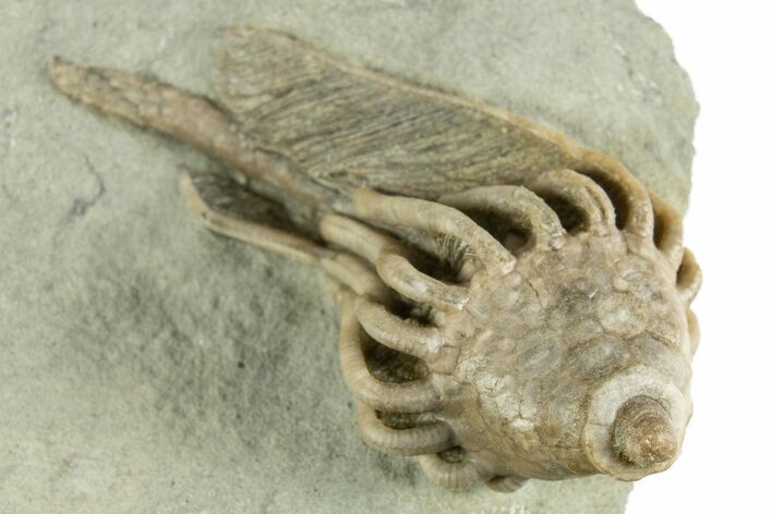 Fossil Crinoid (Macrocrinus) - Crawfordsville, Indiana #344767